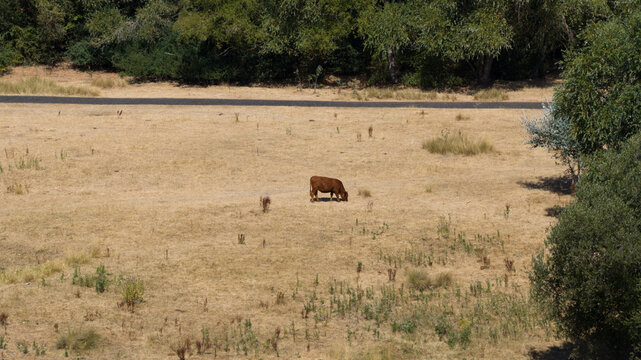 Aerial view of a brown cow grazing in a dry golden-brown field with a road in the background and surrounding trees in Reading, England, United Kingdom.
