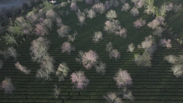 Aerial drone view of Cau Dat tea hills in Xuan Truong, Da Lat, Vietnam, with blooming cherry blossoms and wind turbines glowing in the soft light of sunrise.