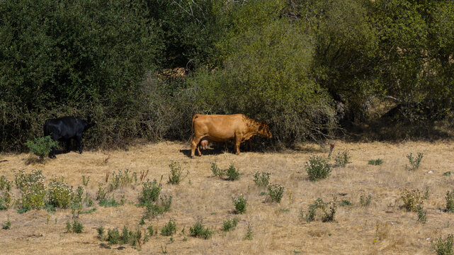 Aerial view of a brown cow and a black cow grazing near dense green bushes in a dry grassy field in Reading, England, United Kingdom.