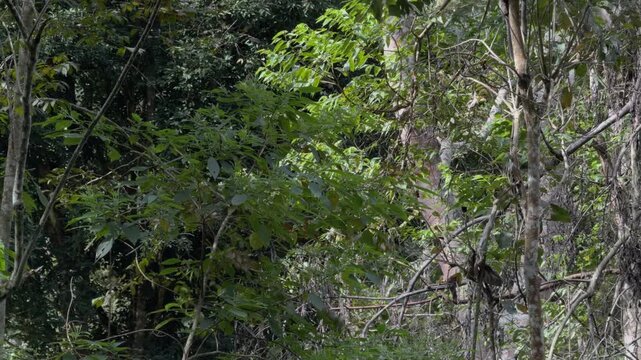 Dark Bird Flying Through Dense Forest Foliage in Slow Motion