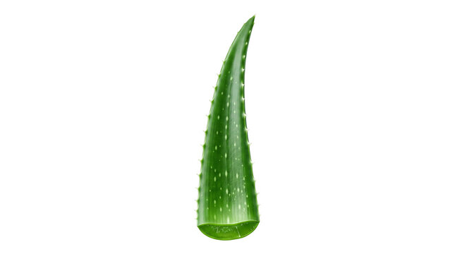 Aloe vera leaf isolated on white background, fresh green succulent plant for skincare, organic botanical ingredient for cosmetic products