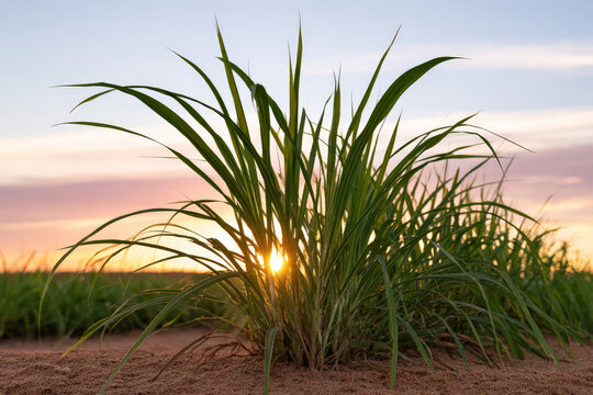 Sugarcane plants grow in a rural field at sunset, tropical agriculture, golden landscape, sustainable crop.