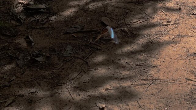 Bright Blue Butterfly Rising Above Dry Leaf Litter Ground