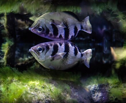 
Close-up photo with reflection of a lurking archerfish.