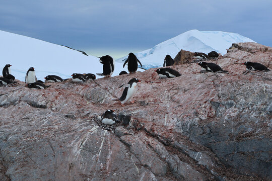Gentoo penguin carrying pebble nest building rocky colony