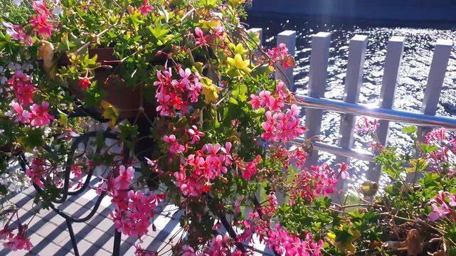 A hanging pelargonium growing in a hanging planter, pot, or stand by the water. Pink flowers by the stream.