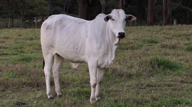 White Nelore Cattle Standing Calmly in Green Rural Pasture