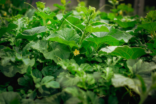Close-up of flowering melon or watermelon vines growing in a garden bed, with large textured green leaves, curling tendrils, young shoots, and small yellow flowers among dense summer foliage