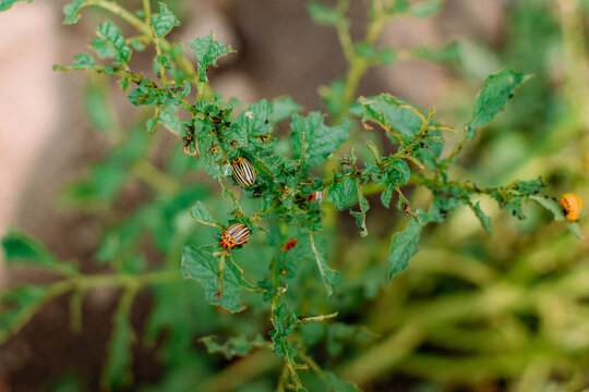Close-up of multiple Colorado potato beetles and orange larvae feeding on severely damaged potato or tomato foliage, with numerous holes, ragged leaf edges, and blurred garden soil in the background