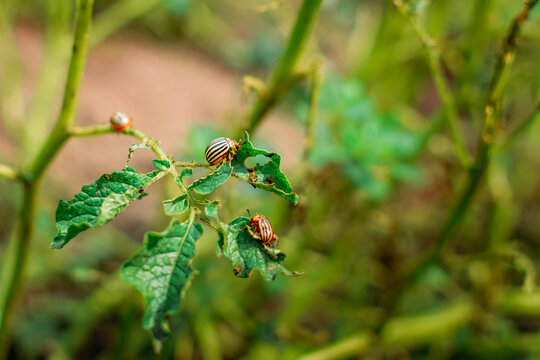 Close-up of adult Colorado potato beetles feeding on damaged potato leaves, with fresh holes, ragged edges, green stems, and another blurred pest in the background
