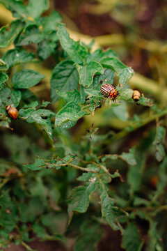 Colorado potato beetle and orange larvae feeding on heavily damaged potato foliage, with chewed leaves, ragged edges, bare stems, and dark garden soil in the background