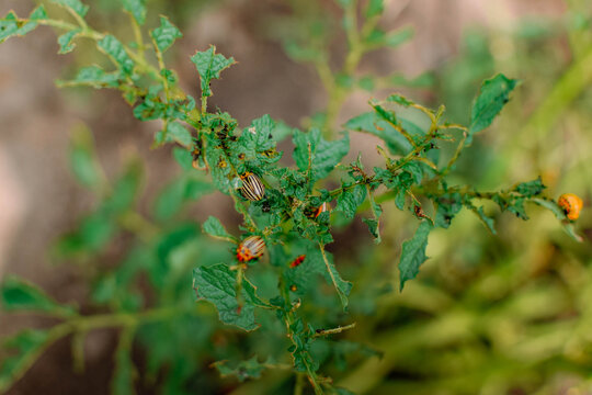 Close-up of multiple Colorado potato beetles and orange larvae feeding on severely damaged potato or tomato foliage, with numerous holes, ragged leaf edges, and blurred garden soil in the background