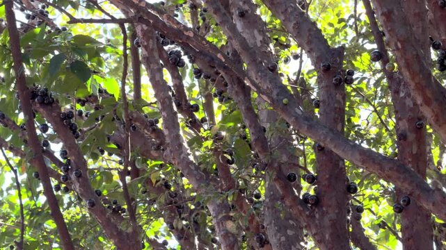 Closeup of Jabuticaba Tree with Dark Fruit on Trunk