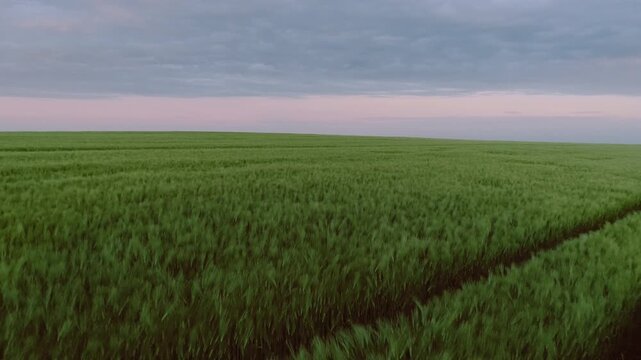 Low viewpoint panoramic motion across open agricultural field of uniform green cereal crops with pronounced parallel tramlines curving toward distant low horizon, with field, crop, wheat, grass detail