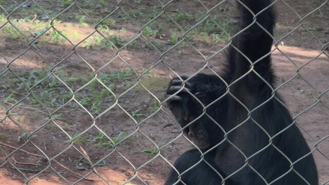 Dark Primate Scratching Head Behind Metal Fence