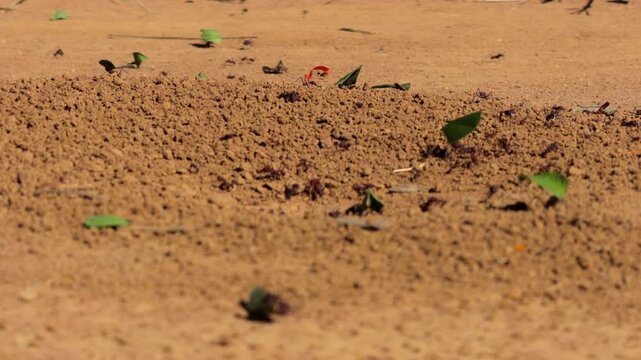 Close Up of Leafcutter Ants Crossing Dry Sandy Ground