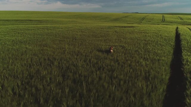 Person visible above tall wheat with torso, back and hair exposed while walking slowly through field, posture appears calm and introspective rather than hurried, with gently parted crop indicating