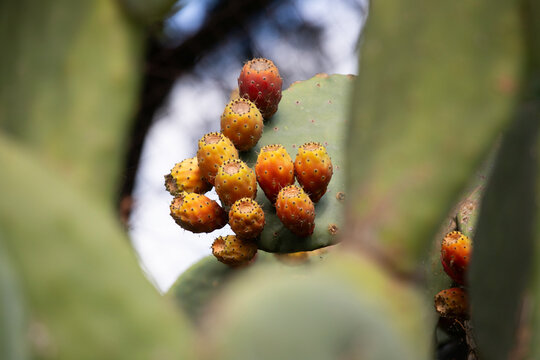 Prickly pear cactus with ripe orange fruits in Noto, Sicily, Italy.