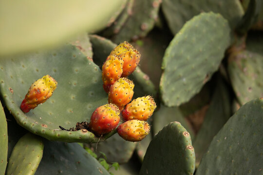 Prickly pear cactus with ripe orange fruits in Noto, Sicily, Italy.