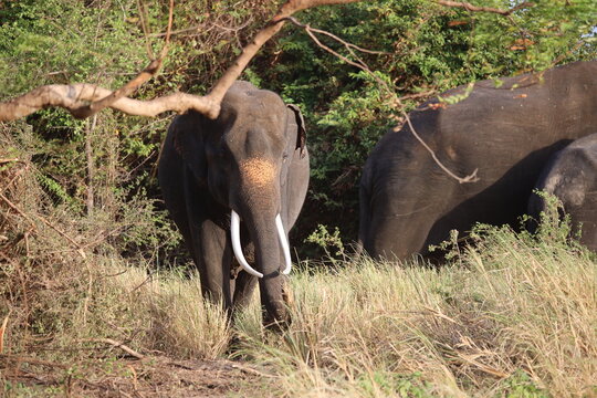 Elephant with long white tusks stands in a grassy field in Sri Lanka.