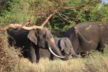 Obraz premium Elephant with a long tusk stands beside a young calf in the dry grassy savanna of a national park.