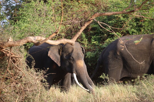 Elephant lowers its head to feed on dry grass under a canopy of branches in a sunny nature reserve.
