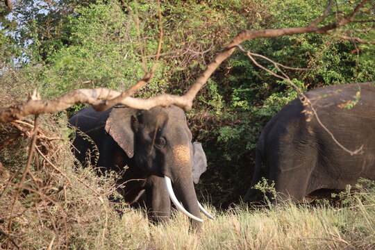 Elephant with long tusks grazes near dense green bushes and a fallen tree limb in its natural habitat.