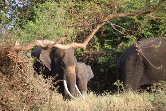 Tusker elephant looks directly forward while foraging in the dense green shrubbery of a national park.