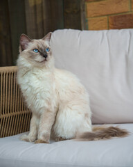Cat on the sofa © Paweucio