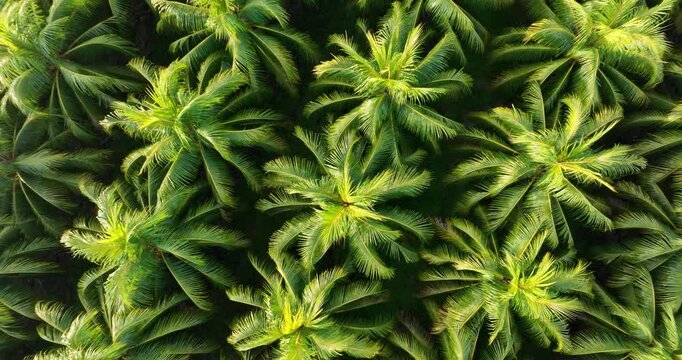 Top view of coconut trees field in the sunrise