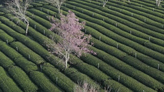 Aerial drone view of Cau Dat tea hills in Xuan Truong, Da Lat, Vietnam, with blooming cherry blossoms and wind turbines glowing in the soft light of sunrise.