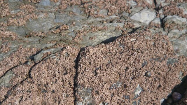 Close-up view of barnacles covering weathered coastal rocks exposed at low tide. The detailed texture of the rock and the multitude of small marine organisms are clearly visible. Looe, Cornwall