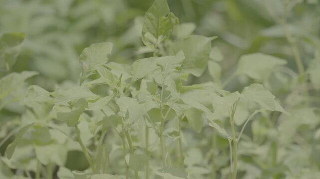Healthy Young Amaranth Shoots Growing Vigorously slog3 10 bit