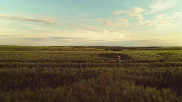 Single person wearing straw hat and plaid shirt walks slowly through tall green-gold wheat, visible from upper body above dense stalks with slight forward lean and subtle head turn indicating