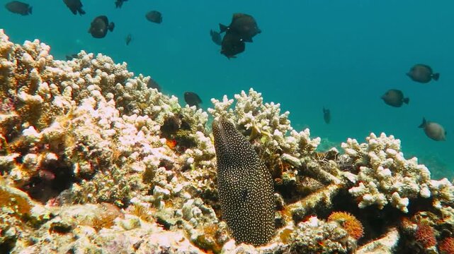 Tropical reef, swimming fish and spotted moray eel. Underwater video, scuba diving with marine life. Corals, eel and fish. Aquatic wildlife, travel footage.