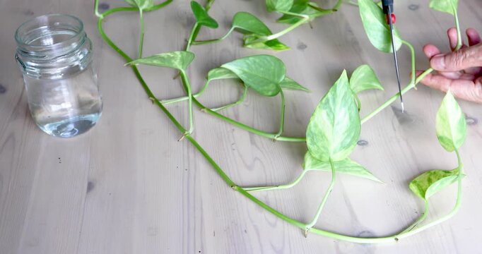 Female hands using scissors to take stem cuttings from long pothos vines as part of a houseplant propagation and gardening process.