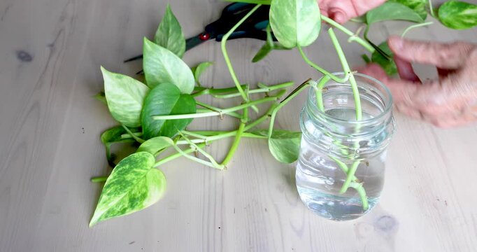 Female hands gently placing freshly prepared pothos stem cuttings into a glass of water for root development and vegetative plant propagation.