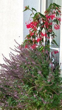 Flowers bloom in a garden during spring season near a window with bright colors