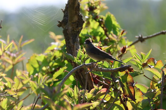 the female blackcap (Sylvia atricapilla)