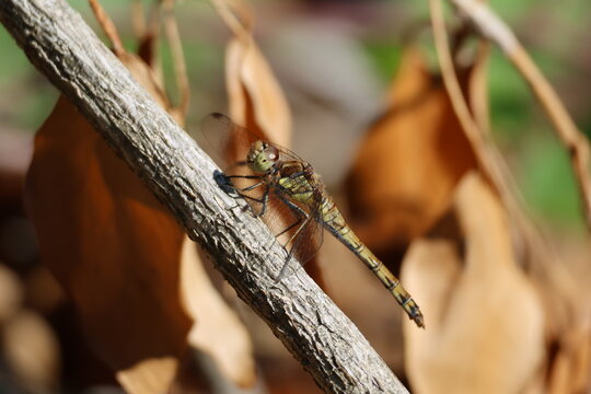 the female common darter dragonfly (Sympetrum striolatum)