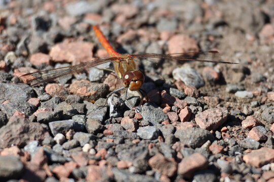 the male common darter dragonfly (Sympetrum striolatum)