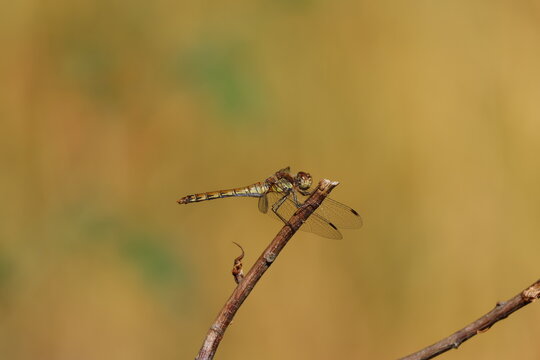 the female common darter dragonfly (Sympetrum striolatum)