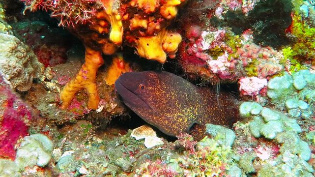 Moray eel on the tropical reef. Eel (Muraenidae) and corals. Underwater video with wild marine life. Scuba diving and aquatic animal. Underwater animal, detail of the head and jaws.