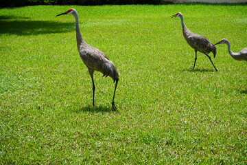 Naklejka premium Sandhill cranes walking in formation across a green Florida lawn