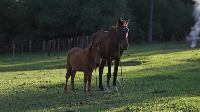 Mare and foal standing together in a quiet rural pasture during warm golden light.