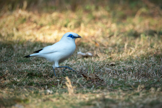 Stunning wildlife photography of an exotic Bali starling stepping on a grassy field against a soft blurred background