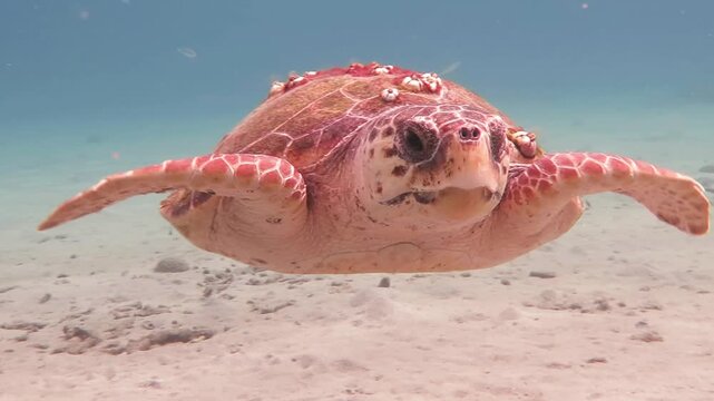 Loggerhead sea turtle (Caretta caretta) swimming close to camera. Marine animal in ocean. Underwater video from scuba diving with turtles. Travel footage, aquatic life and sandy bottom.