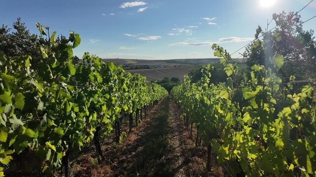 Vineyard rows bathed in sunlight with rolling hills in the background