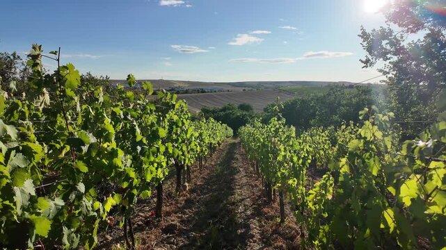 Vineyard rows bathed in sunlight with distant rolling hills and blue sky. Expansive vineyard landscape under a bright sun, showcasing lush green vines and rolling hills in the distance