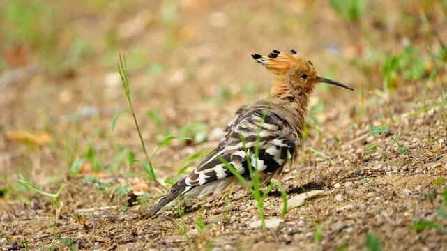Hoopoe Shaking Whole Body and Walking Away in Slow Motion 4K